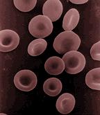 赤血球 erythrocyte